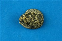 藏品(漁舟蜑螺)的圖片